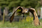 Roofvogels